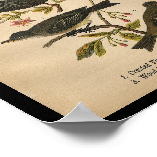 1890 Bird Print Crested Flycatcher Poster (Ecke)