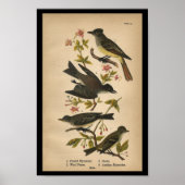 1890 Bird Print Crested Flycatcher Poster (Vorne)