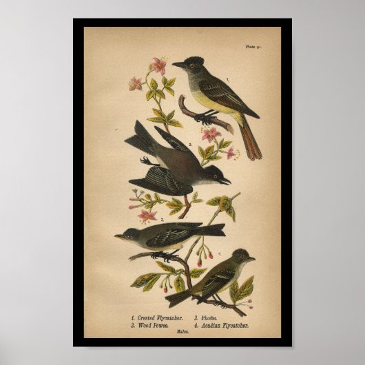 1890 Bird Print Crested Flycatcher Poster (Vorne)