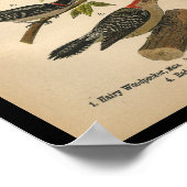 1890 Bird Print Downy Woodpecker Poster (Ecke)