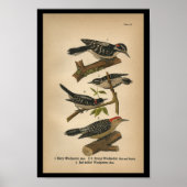 1890 Bird Print Downy Woodpecker Poster (Vorne)