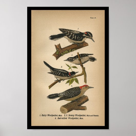 1890 Bird Print Downy Woodpecker Poster (Vorne)