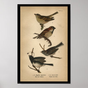 1890 Bird Print English Sparrow Poster