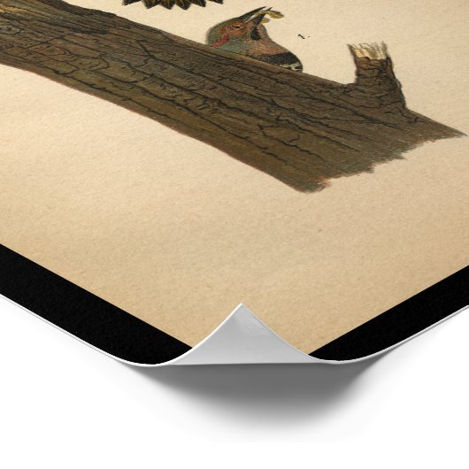 1890 Bird Print Flicker Poster (Ecke)
