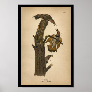 1890 Bird Print Flicker Poster