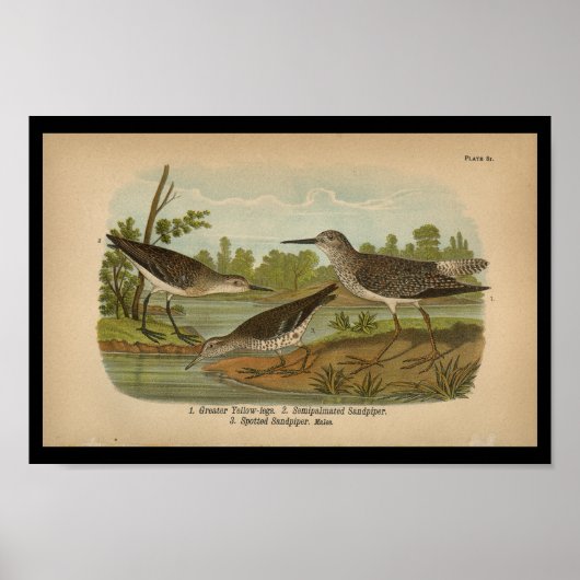 1890 Bird Print Gepunktet Sandpiper Vintag Poster (Vorne)