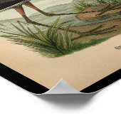 1890 Bird Print Great Blue Heron Poster (Ecke)