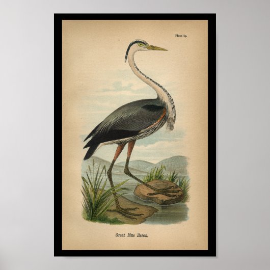 1890 Bird Print Great Blue Heron Poster (Vorne)