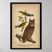 1890 Bird Print Great Horned Owl Poster (Vorne)