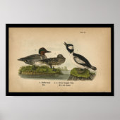 1890 Bird Print Green-Flügel Aquamarin Poster (Vorne)