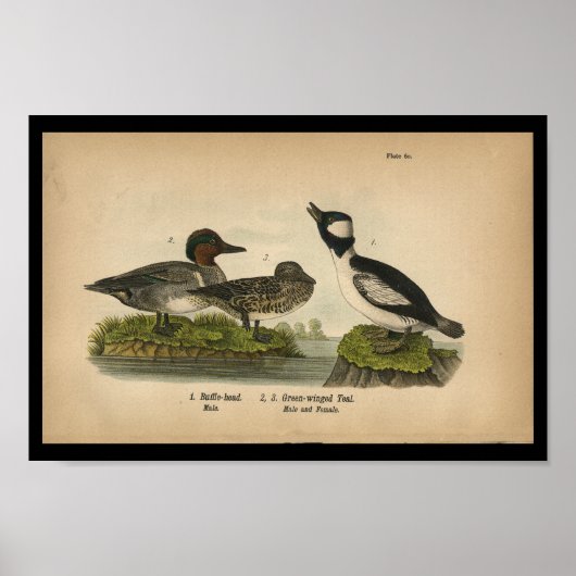 1890 Bird Print Green-Flügel Aquamarin Poster (Vorne)