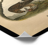 1890 Bird Print Hawk Poster (Ecke)