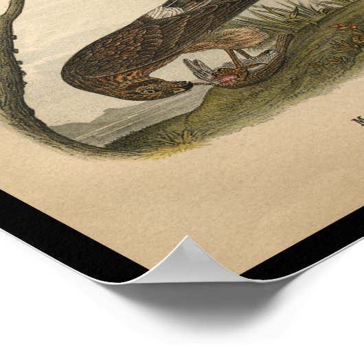 1890 Bird Print Hawk Poster (Ecke)