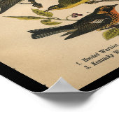1890 Bird Print Hooded Warbler Poster (Ecke)