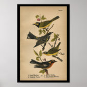 1890 Bird Print Hooded Warbler Poster (Vorne)