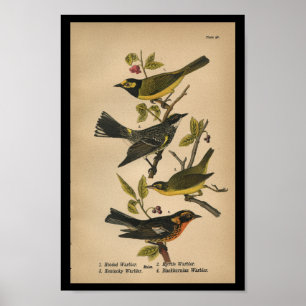 1890 Bird Print Hooded Warbler Poster