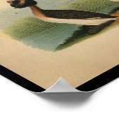 1890 Bird Print Horned Grebe Poster (Ecke)