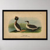 1890 Bird Print Horned Grebe Poster (Vorne)