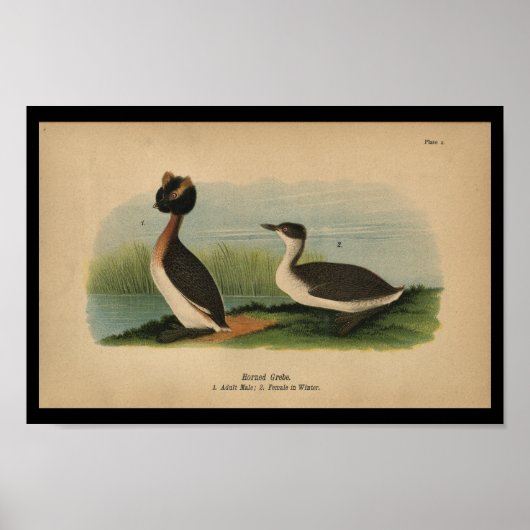 1890 Bird Print Horned Grebe Poster (Vorne)
