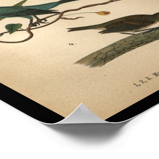 1890 Bird Print Indigo Bunting Poster (Ecke)