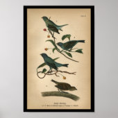 1890 Bird Print Indigo Bunting Poster (Vorne)
