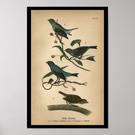 1890 Bird Print Indigo Bunting Poster (Vorne)
