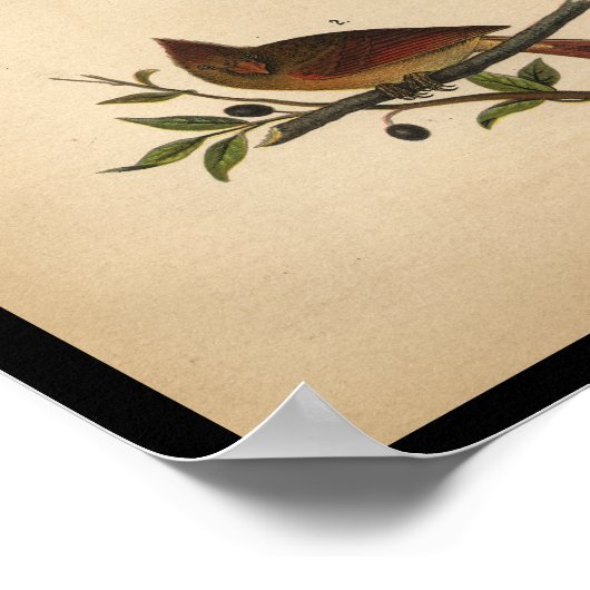 1890 Bird Print Kardinal Grosbeak Poster (Ecke)