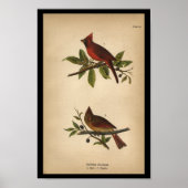 1890 Bird Print Kardinal Grosbeak Poster (Vorne)