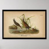 1890 Bird Print Least Sandpiper Poster (Vorne)