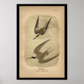 1890 Bird Print Least Tern Poster (Vorne)