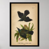 1890 Bird Print Lila Grackle Poster (Vorne)