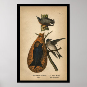 1890 Bird Print Lila Martin Poster