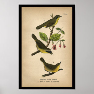 1890 Bird Print Maryland Yellow Warbler Poster