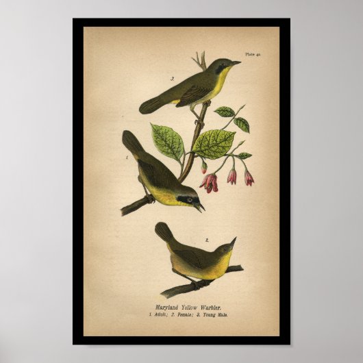 1890 Bird Print Maryland Yellow Warbler Poster (Vorne)
