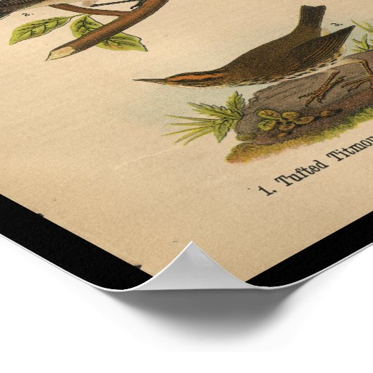 1890 Bird Print Mockingbird Poster (Ecke)