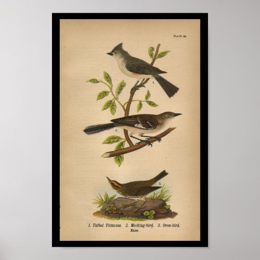 1890 Bird Print Mockingbird Poster (Vorne)