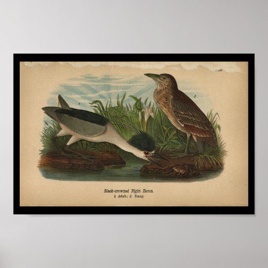 1890 Bird Print Night Heron Poster (Vorne)