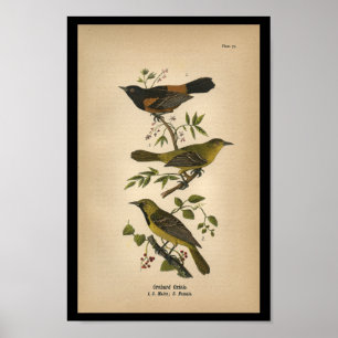 1890 Bird Print Orchard Oriole Poster