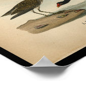 1890 Bird Print Pectoral Sandpiper Poster (Ecke)