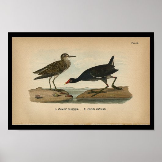 1890 Bird Print Pectoral Sandpiper Poster (Vorne)