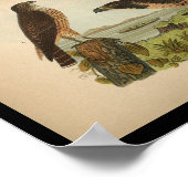 1890 Bird Print Peregrine Falcon Poster (Ecke)