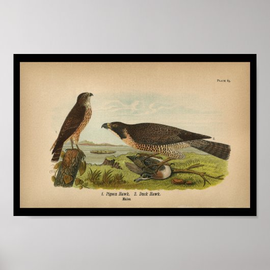 1890 Bird Print Peregrine Falcon Poster (Vorne)