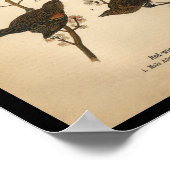 1890 Bird Print Red-Flügel Black Bird Poster (Ecke)