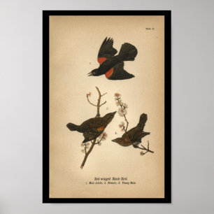 1890 Bird Print Red-Flügel Black Bird Poster