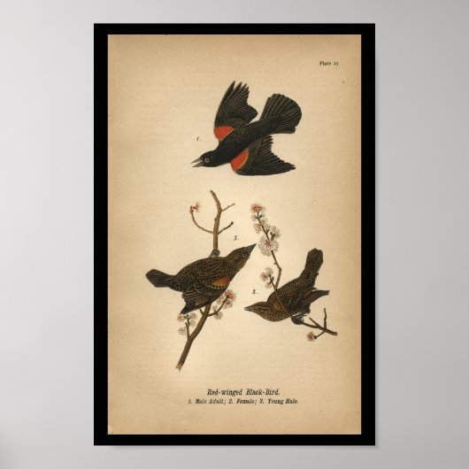 1890 Bird Print Red-Flügel Black Bird Poster (Vorne)