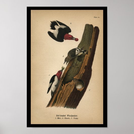 1890 Bird Print Red-Head Woodpecker Poster (Vorne)