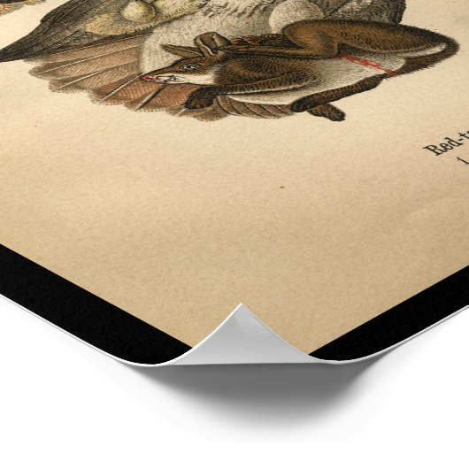 1890 Bird Print Red-Tail Hawk Poster (Ecke)