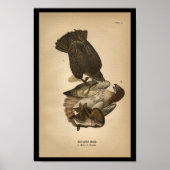 1890 Bird Print Red-Tail Hawk Poster (Vorne)