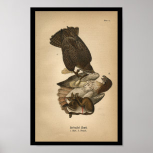 1890 Bird Print Red-Tail Hawk Poster