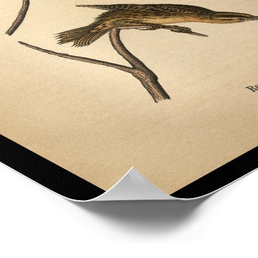 1890 Bird Print Reed-bird Bobolink Poster (Ecke)